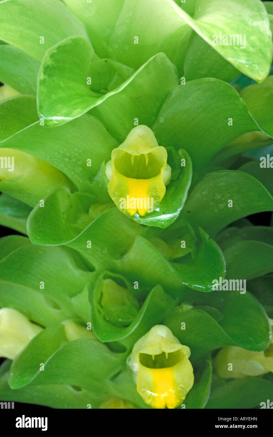 Close-up di un verde pallido olena (Curcuma domestica) cuscinetto bract verde-fiori gialli Foto Stock