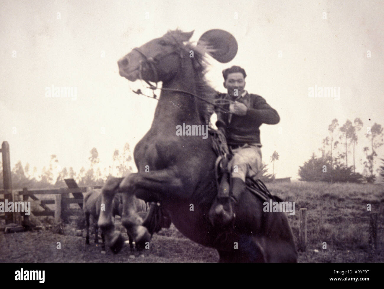 Archival fotografia in bianco e nero di Yutaka Kimura, il Cowboy ìWaimea,î a strappi cavallo Foto Stock