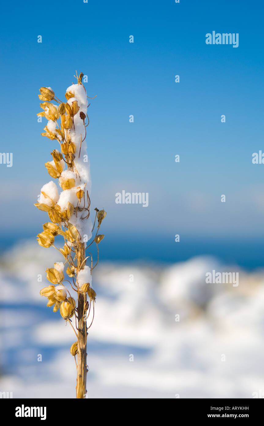 Fiore nella neve Foto Stock