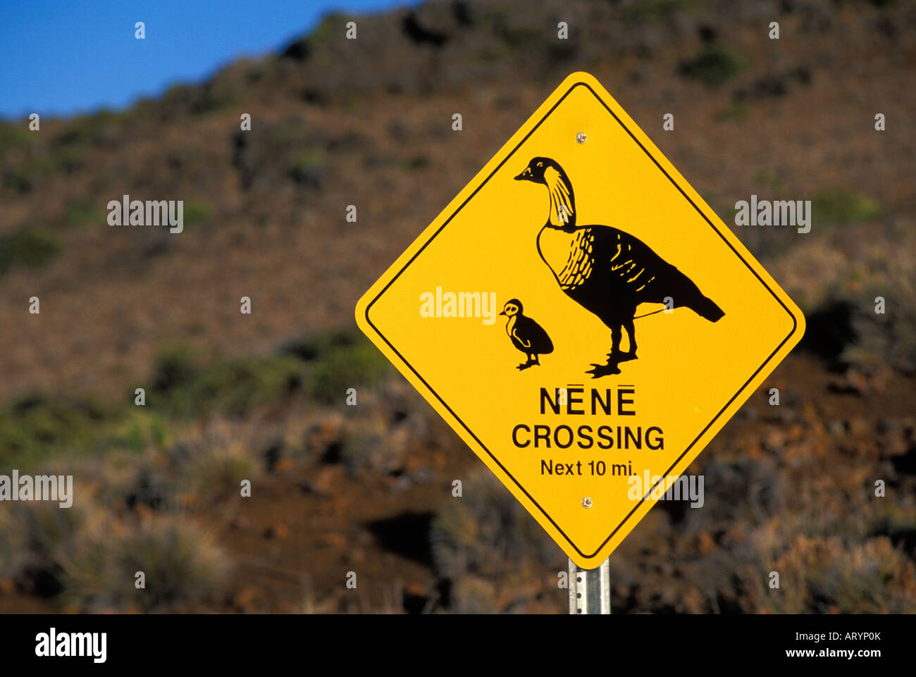 Cautionary Nene Crossing accedi Haleakala National Park in Maui. Credeva di essere discendenti di oche canadesi che sono stati Foto Stock