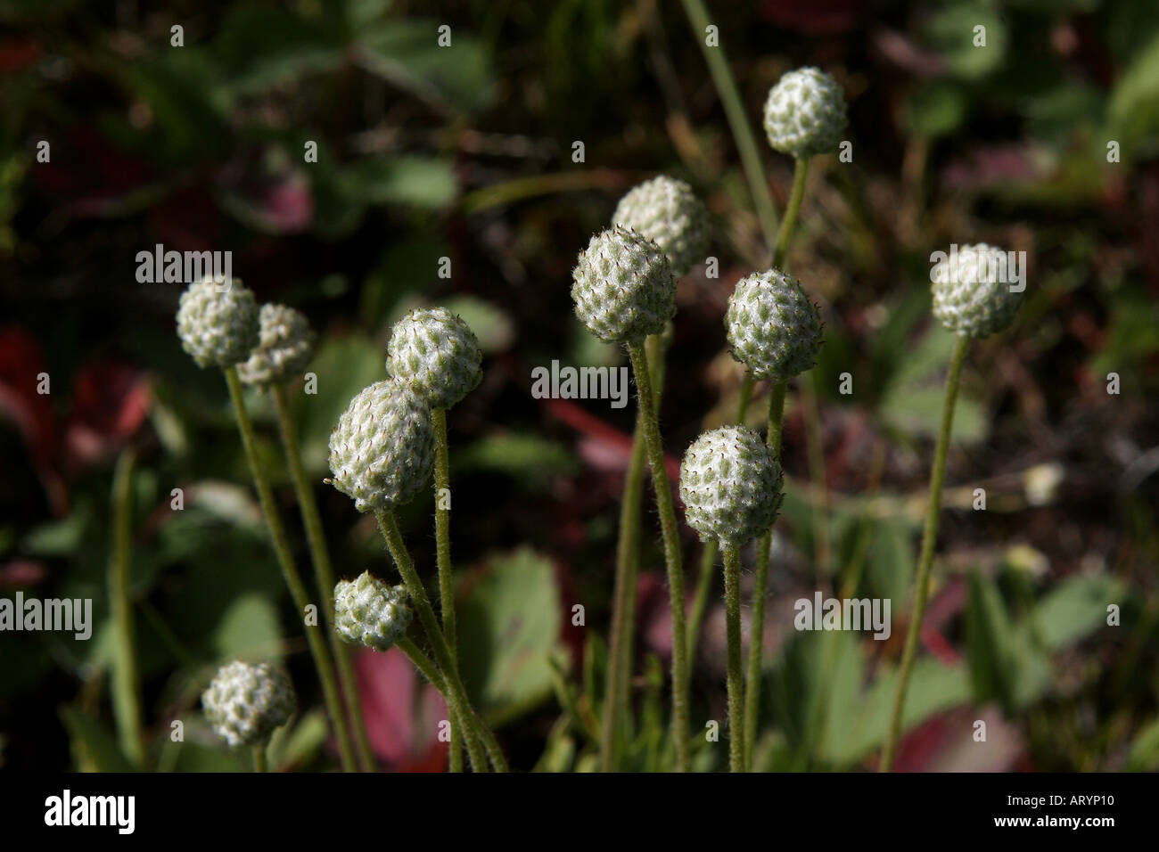 Tagliare Anemone di foglia di frutta estiva di fiori di campo in Alberta Foto Stock