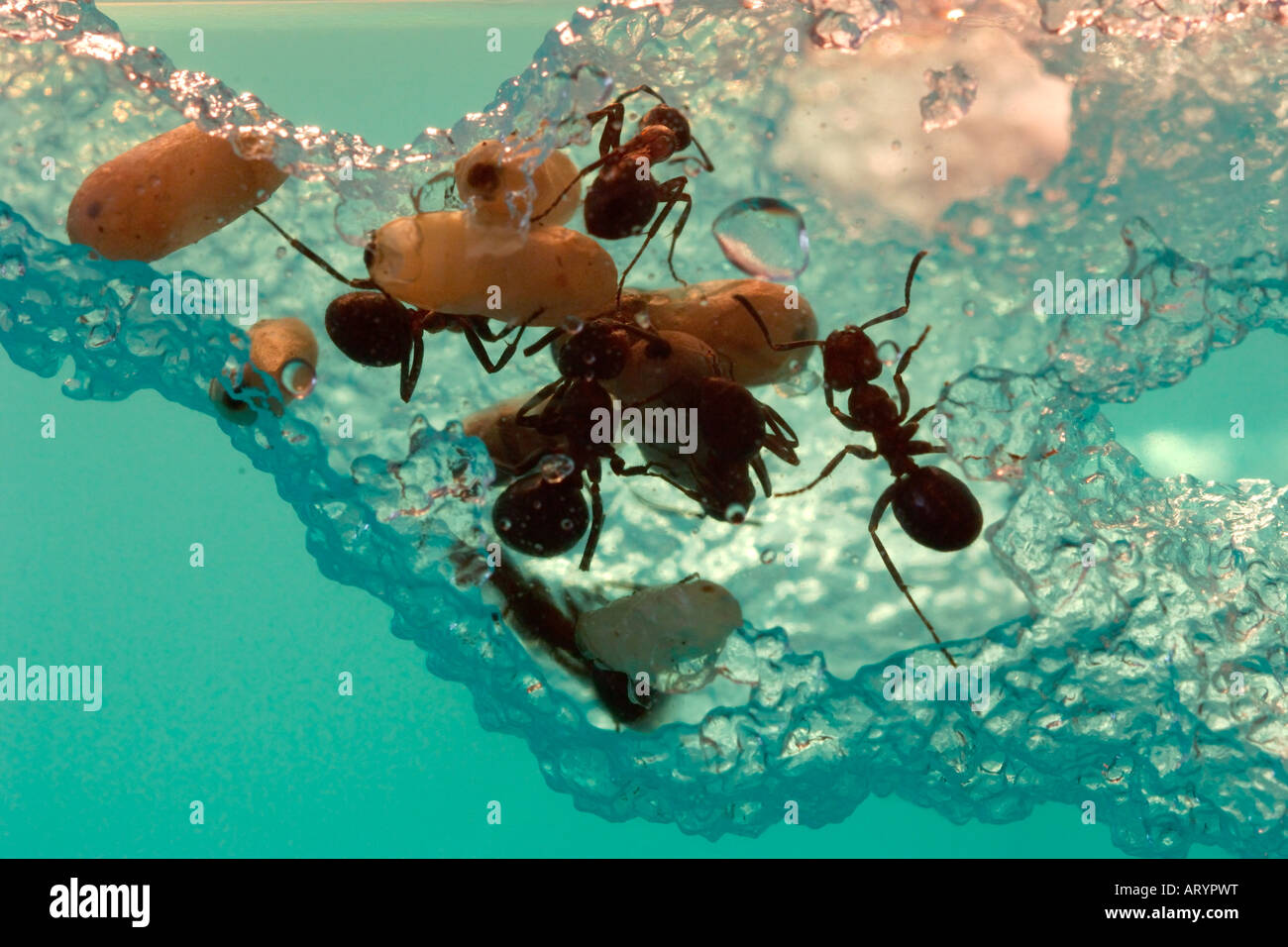 Ant nymph formica rufa formica rossa interno di formicaio artificiale crisalidi di formica insetti imenotteri Foto Stock