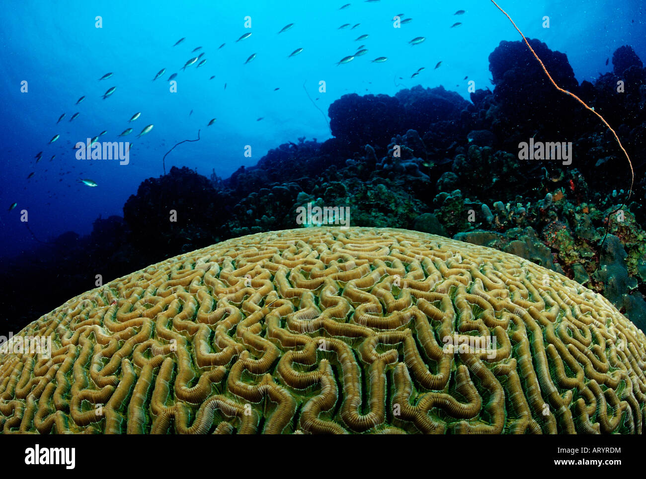 Big Brain Madreporaria Coral Mar dei Caraibi Tobago Foto Stock