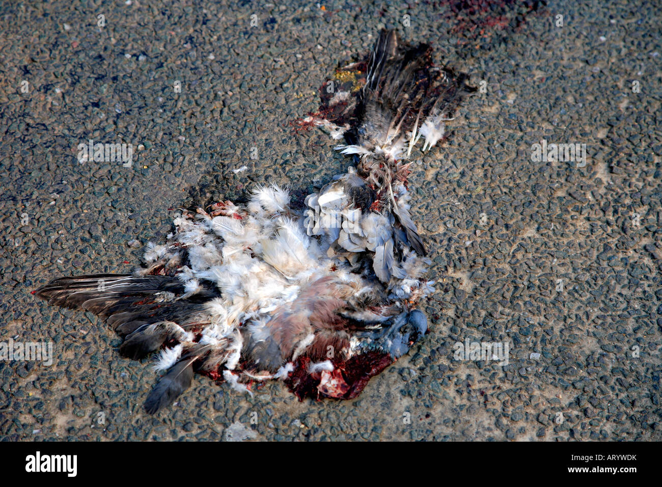 Pidgeon morto su una strada rurale colpiti da una vettura generica posizione del Regno Unito Foto Stock