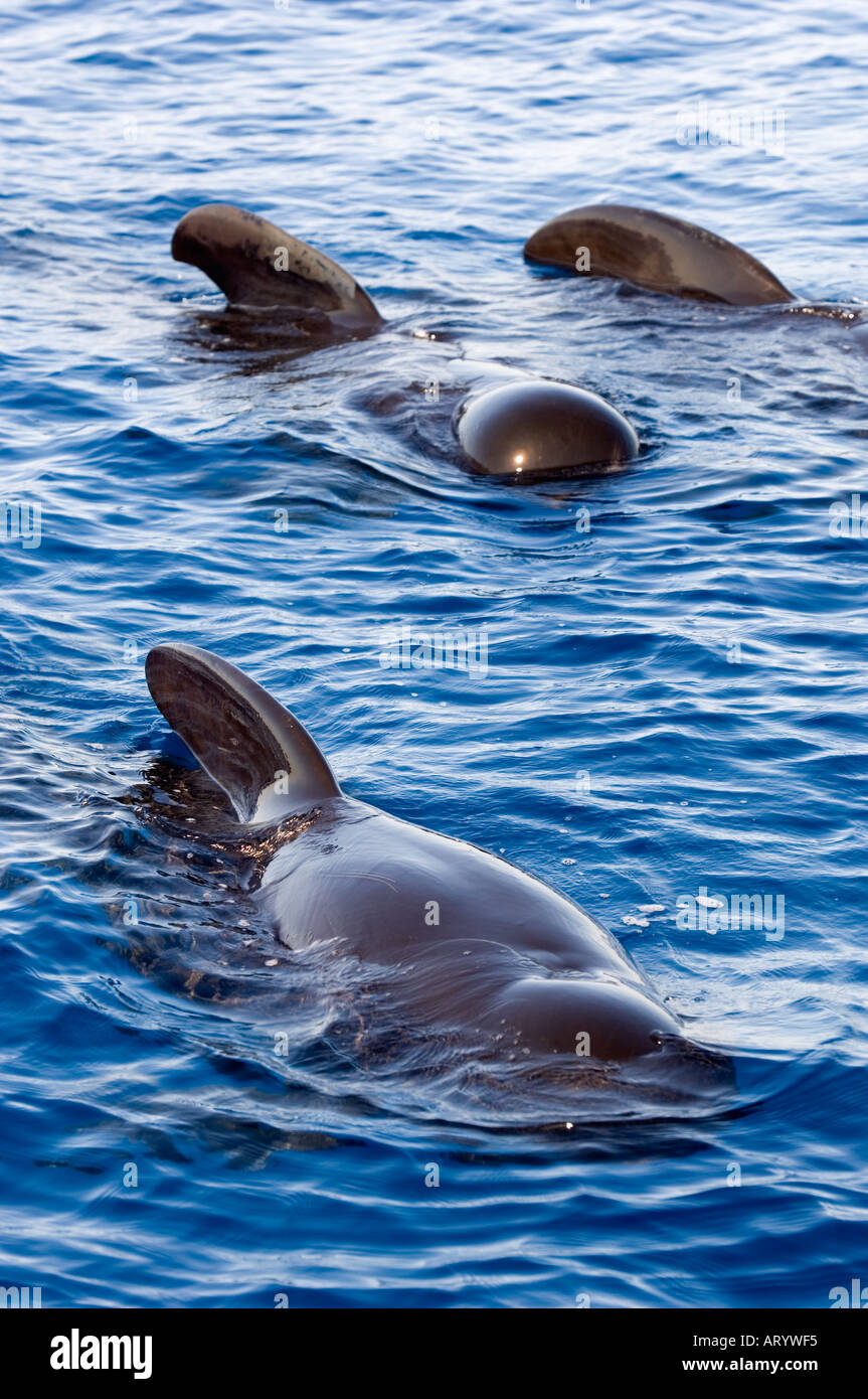 Un gruppo di balene pilota la migrazione insieme Foto Stock