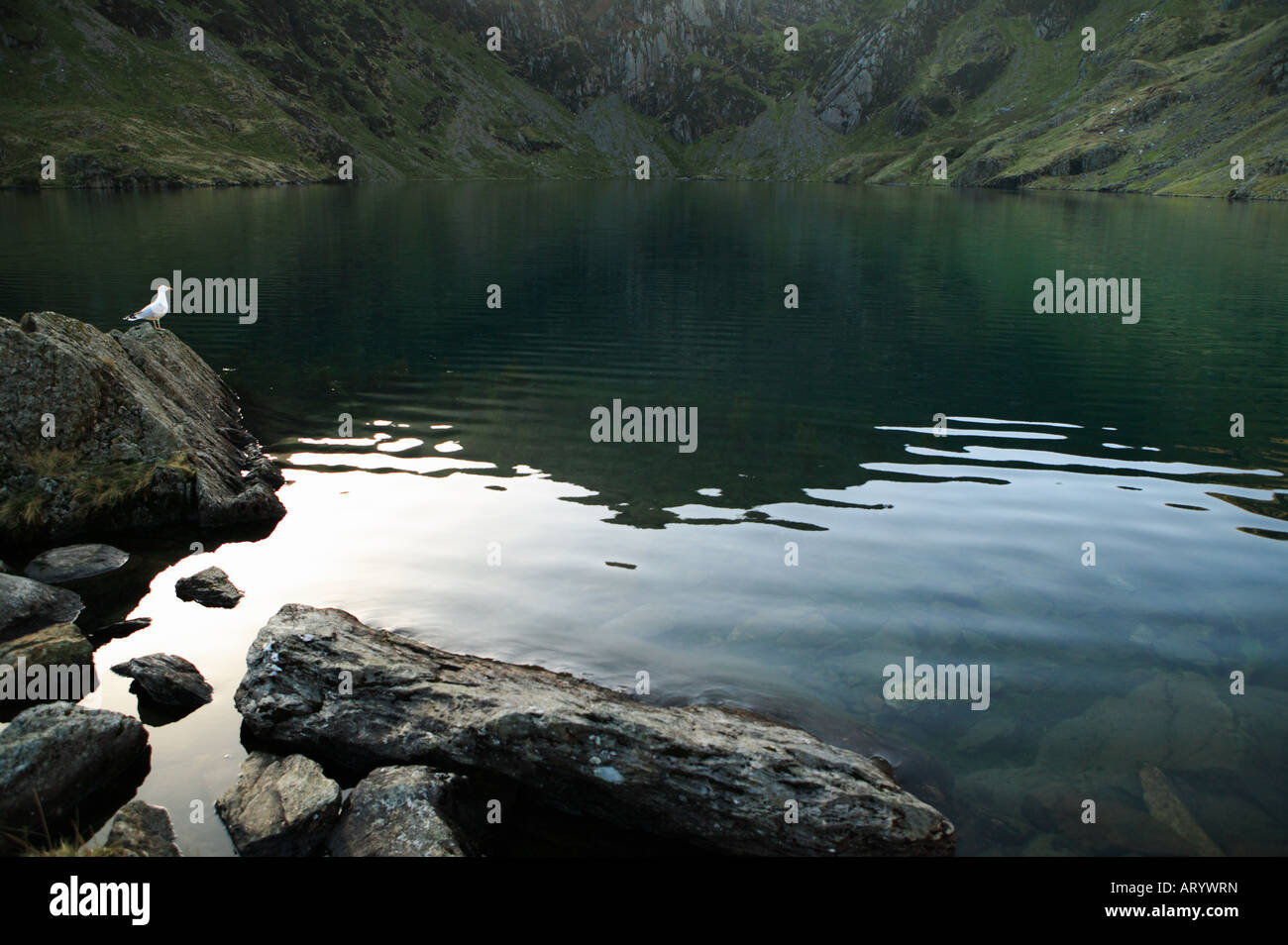 Llyn Cau su Cadair Idris su un stil giorno in inverno, chiudere con un gabbiano solitario Foto Stock