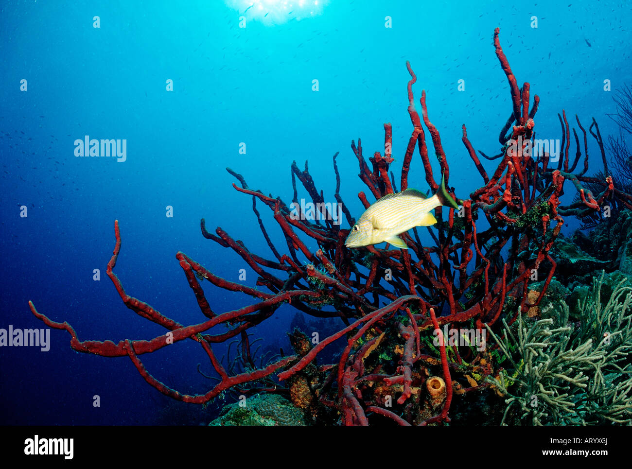 Grunt Bluestriped con spugna Haemulon sciurus Mar dei Caraibi Trinidad Foto Stock