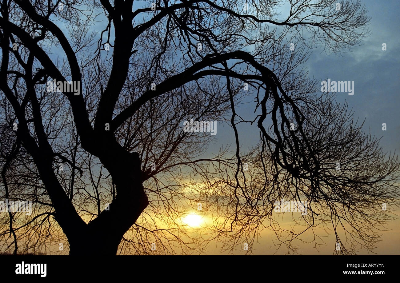 Struttura ad albero in sunset Foto Stock