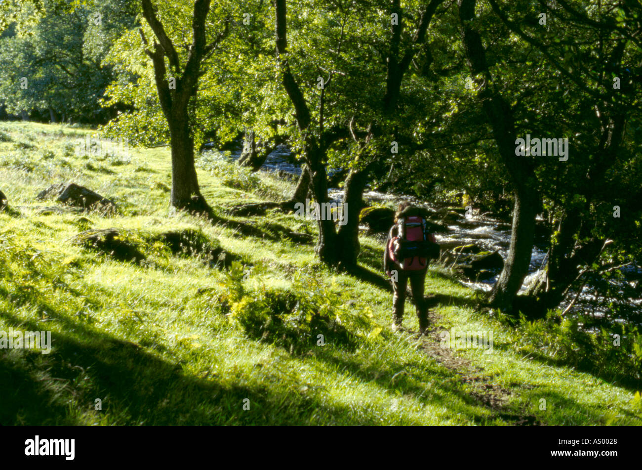 Camminare accanto a scafell Beck, sotto la diga scafell, parco nazionale del distretto dei laghi, cumbria, Inghilterra, Regno Unito. Foto Stock