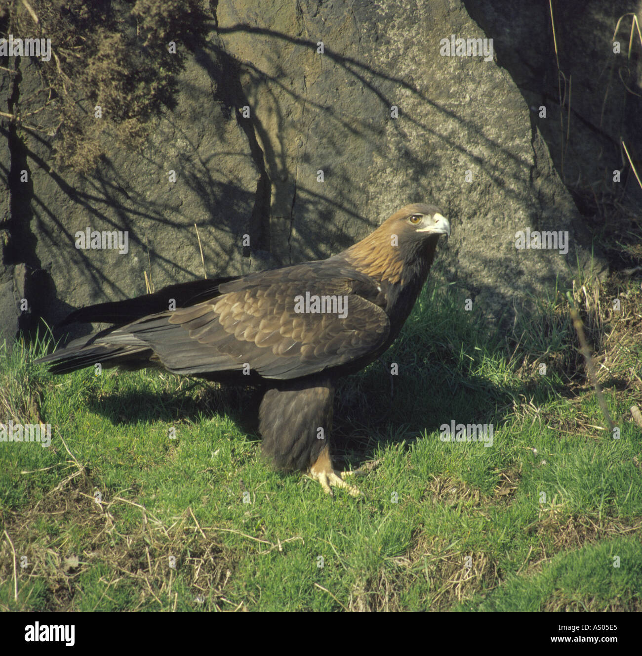 L'Aquila reale (Aquila chrysaetos) Highland Scozia UK Foto Stock