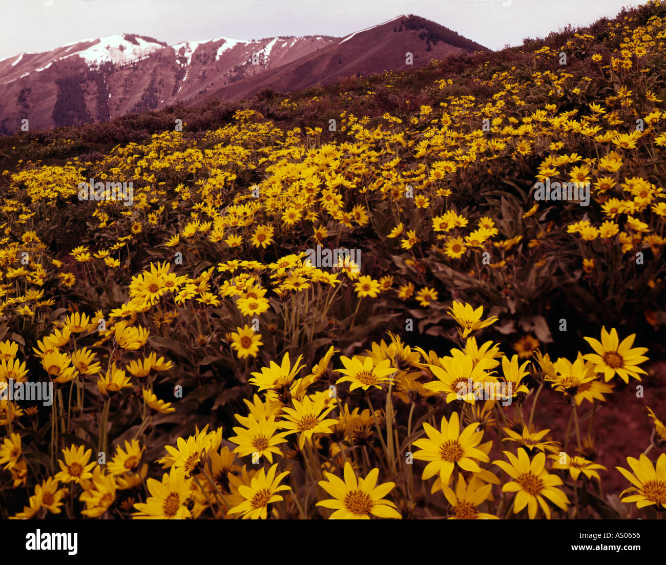 Un secco Idaho hillside è coperto con giallo Arrowleaf Balsamroot blumi come la neve si scioglie in primavera Foto Stock