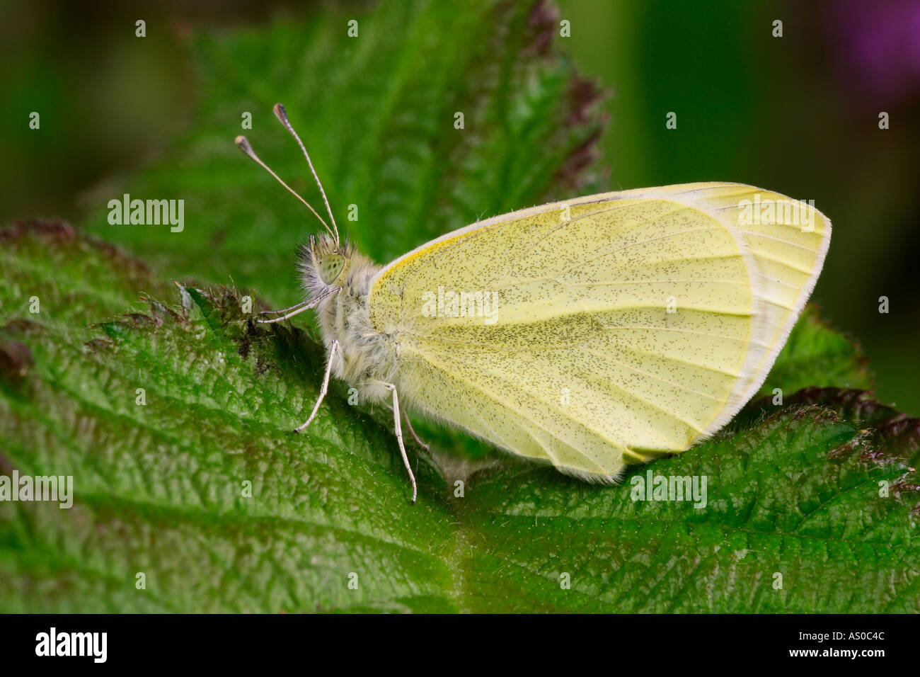 Di piccole dimensioni e di colore bianco Sarcococca rapae a riposo sul Rovo foglie potton bedfordshire Foto Stock