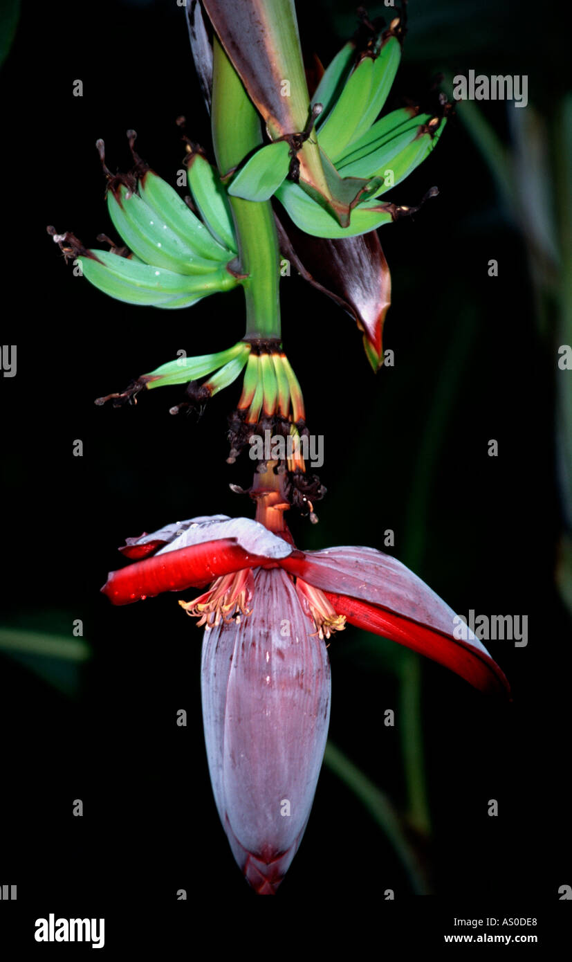 Banana Flower Costa Rica Foto Stock