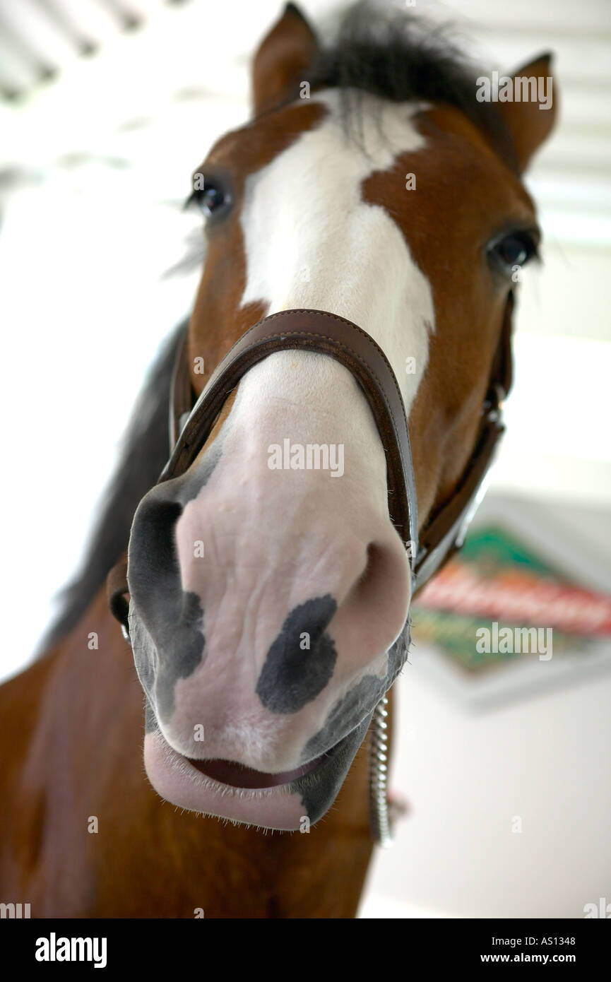 Perfettamente ritagliato Clydesdale testa di cavallo guardando viewer focalizzata sul naso e la bocca Foto Stock