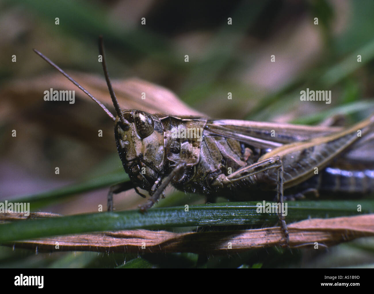 Corto-cornuto grasshopper Foto Stock