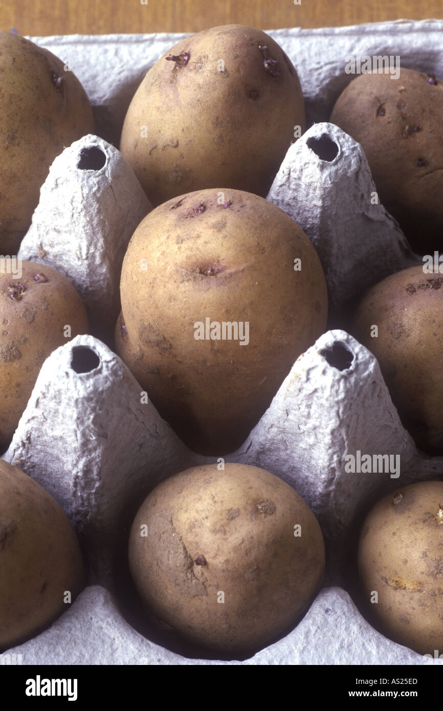 Solanum tuberosum 'Gheppio'. Tuberi seme di patate Foto Stock
