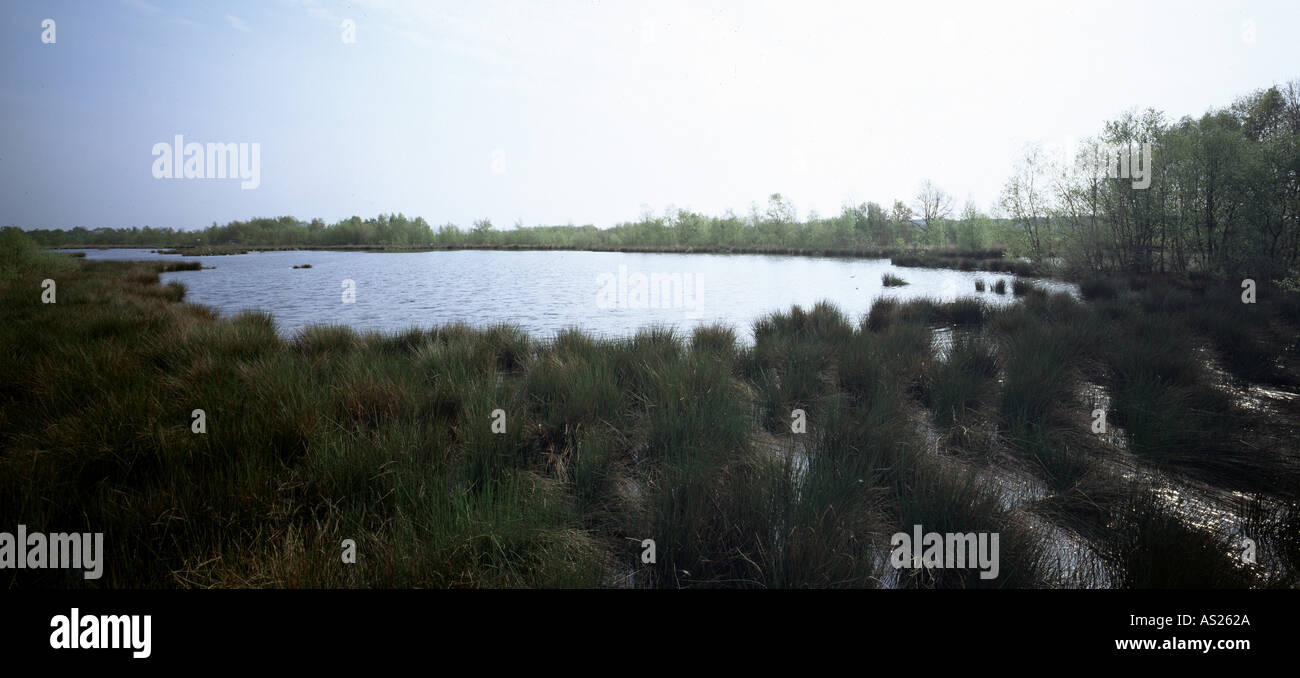 De Grote Peel, Nationalpark, Foto Stock