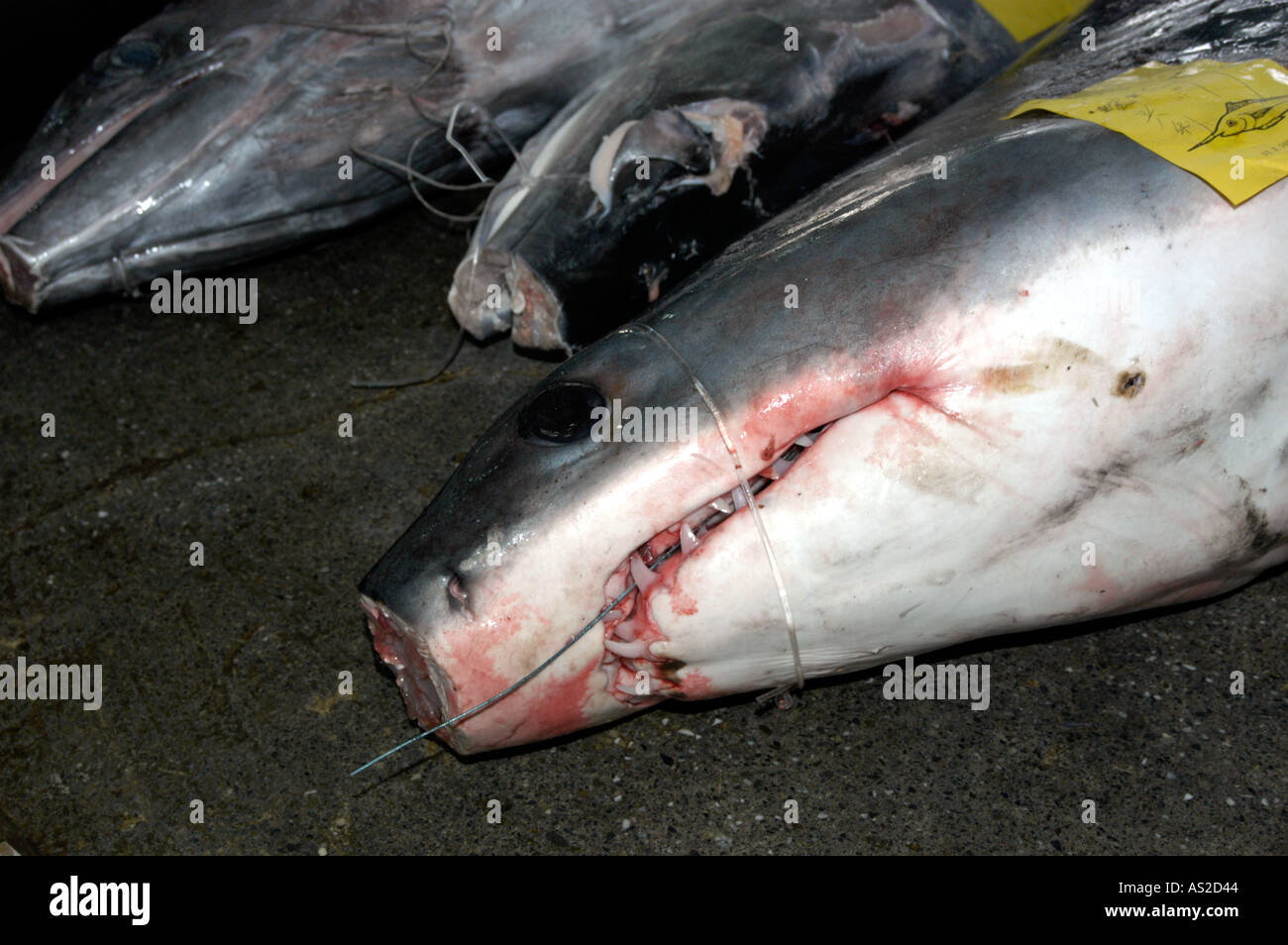 Dead squalo mako sul mercato del pesce piano Foto Stock