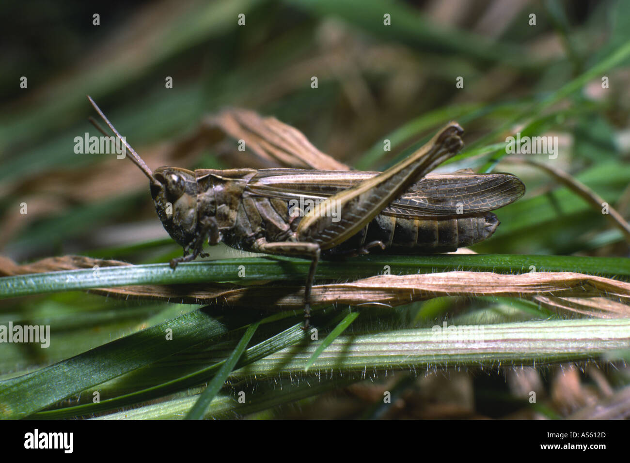 Corto-cornuto grasshopper Foto Stock