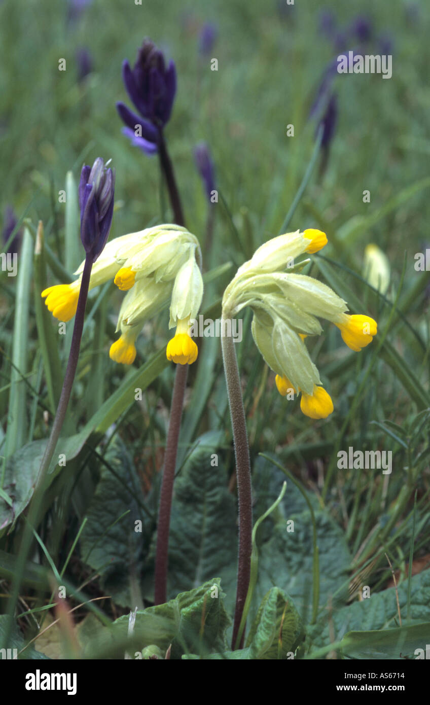[Cowslips Primula veris] Bluebells [hyancinthoides non scriptus] Foto Stock