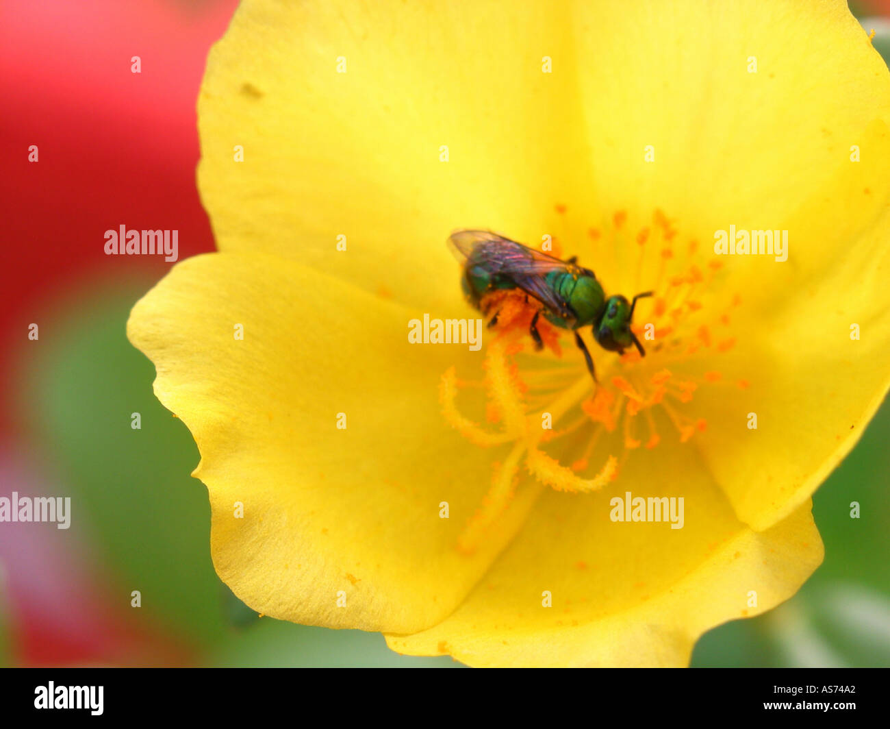 Piccolo bee come gli insetti impollinatori un giallo portulaca Foto Stock