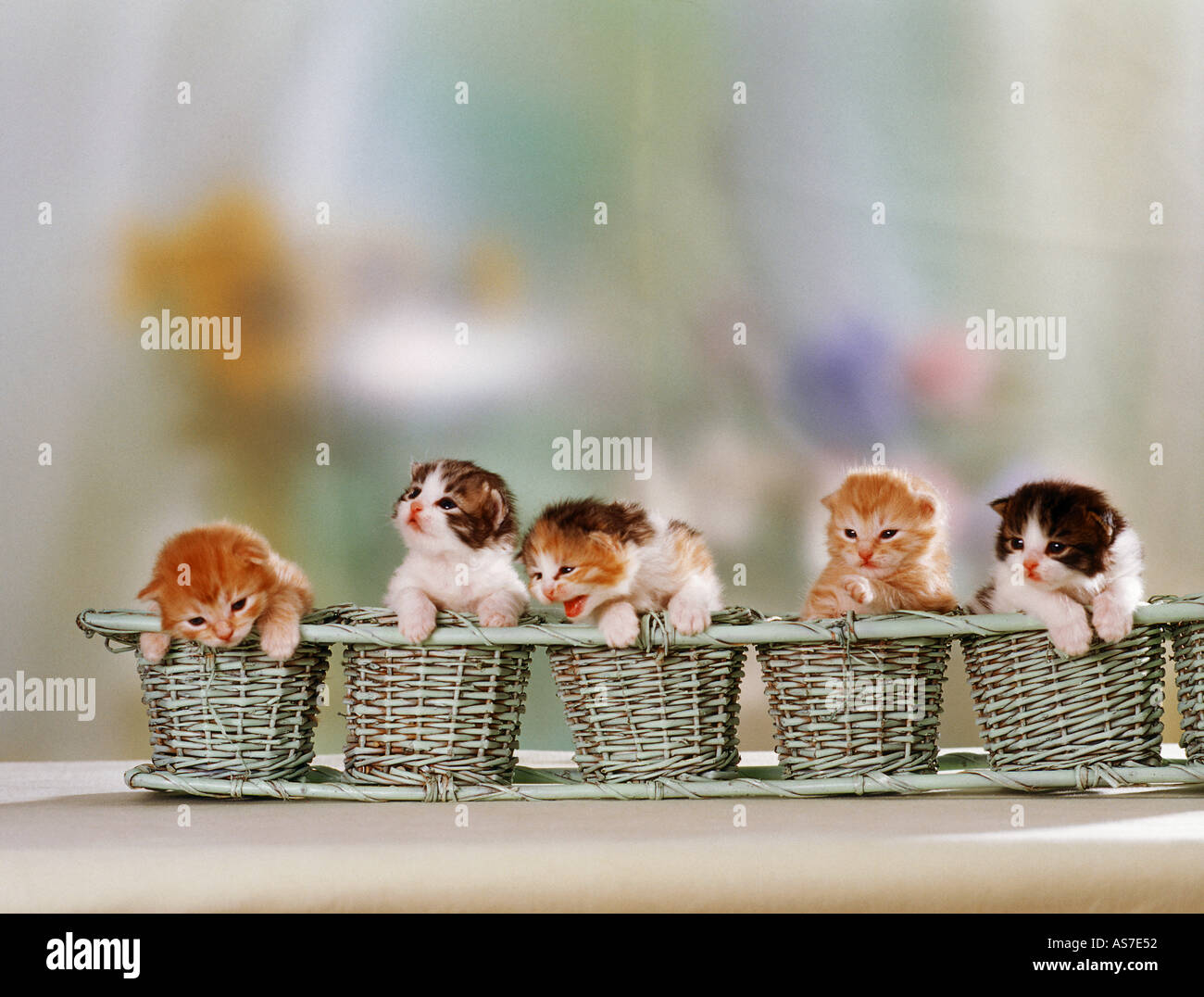 Shorthair britannico. Cinque gattini in cesti di fila Foto Stock