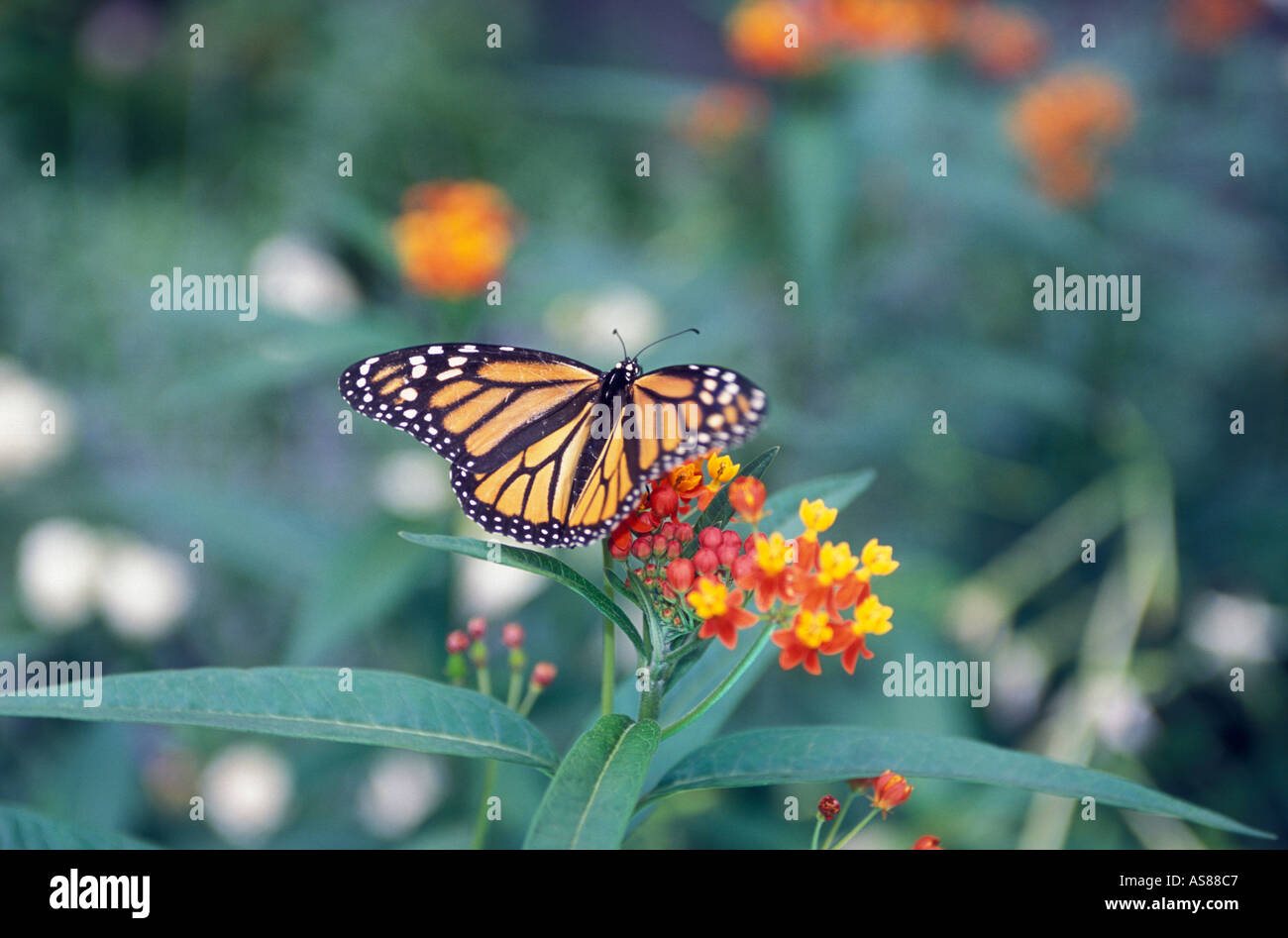 Farfalla monarca Foto Stock