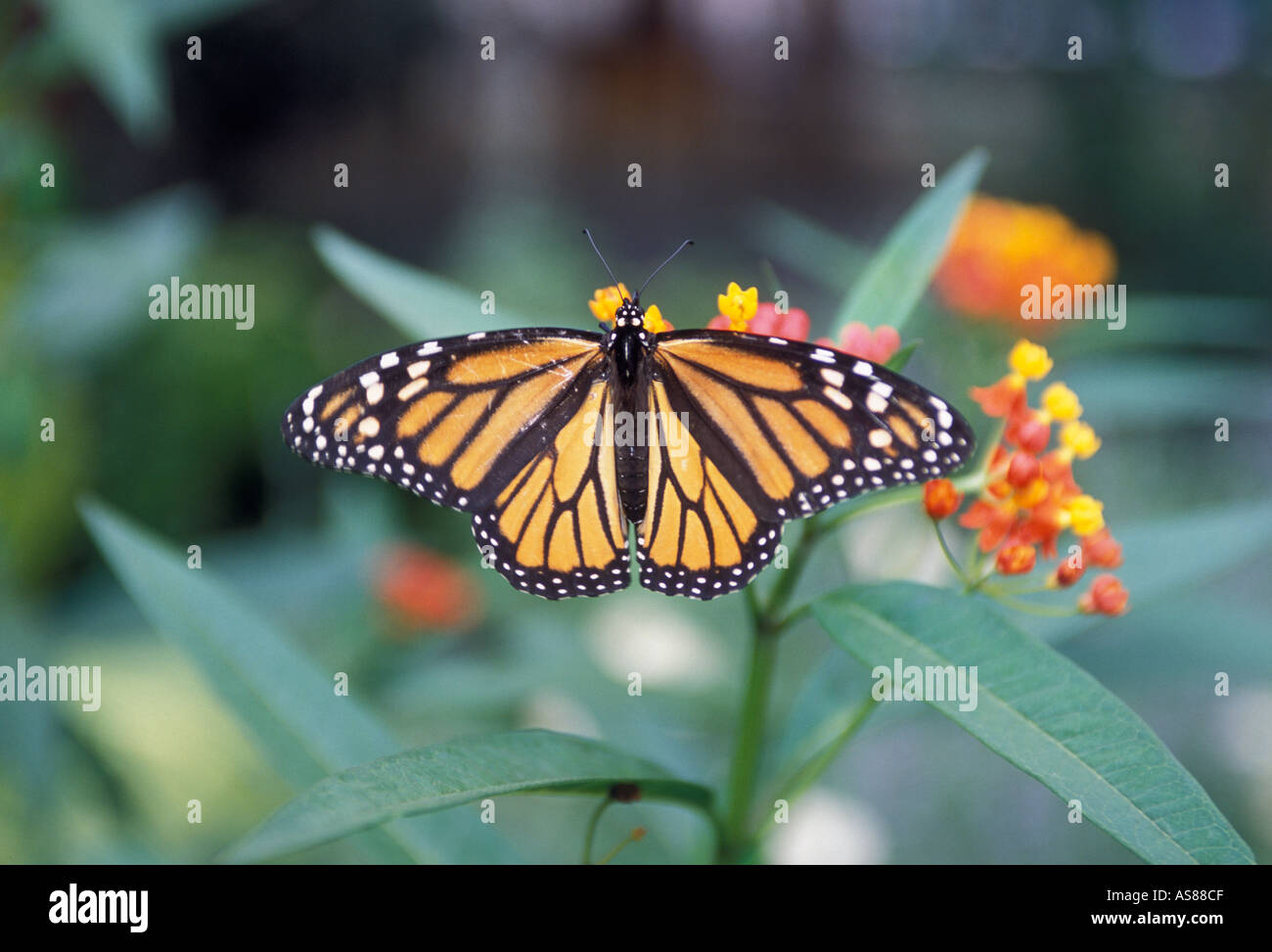 Farfalla monarca Foto Stock