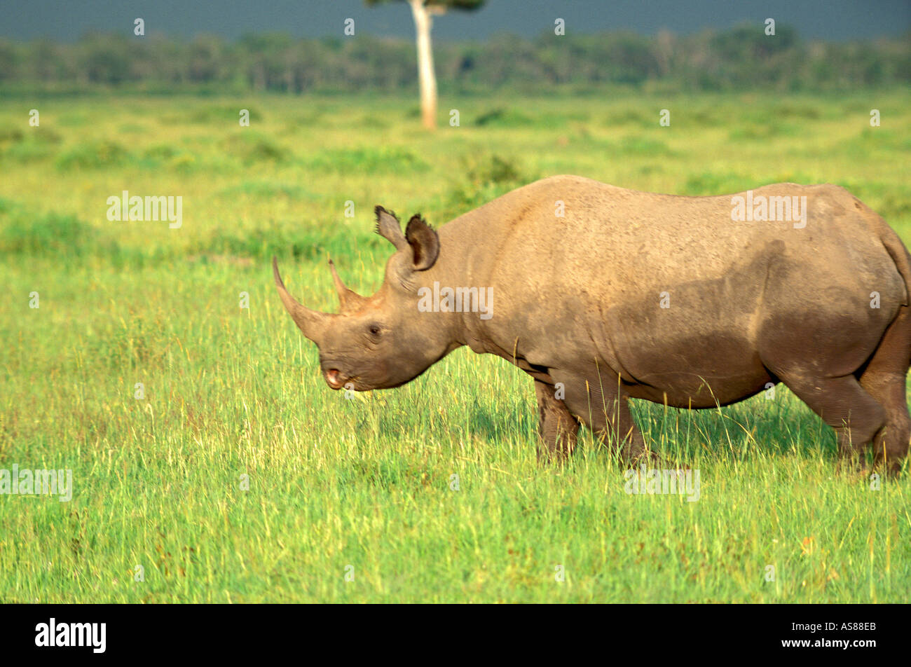 Rinoceronte nero Diceros simum specie in via di estinzione sulle praterie del Masai Mara National Reserve Kenya Africa Foto Stock