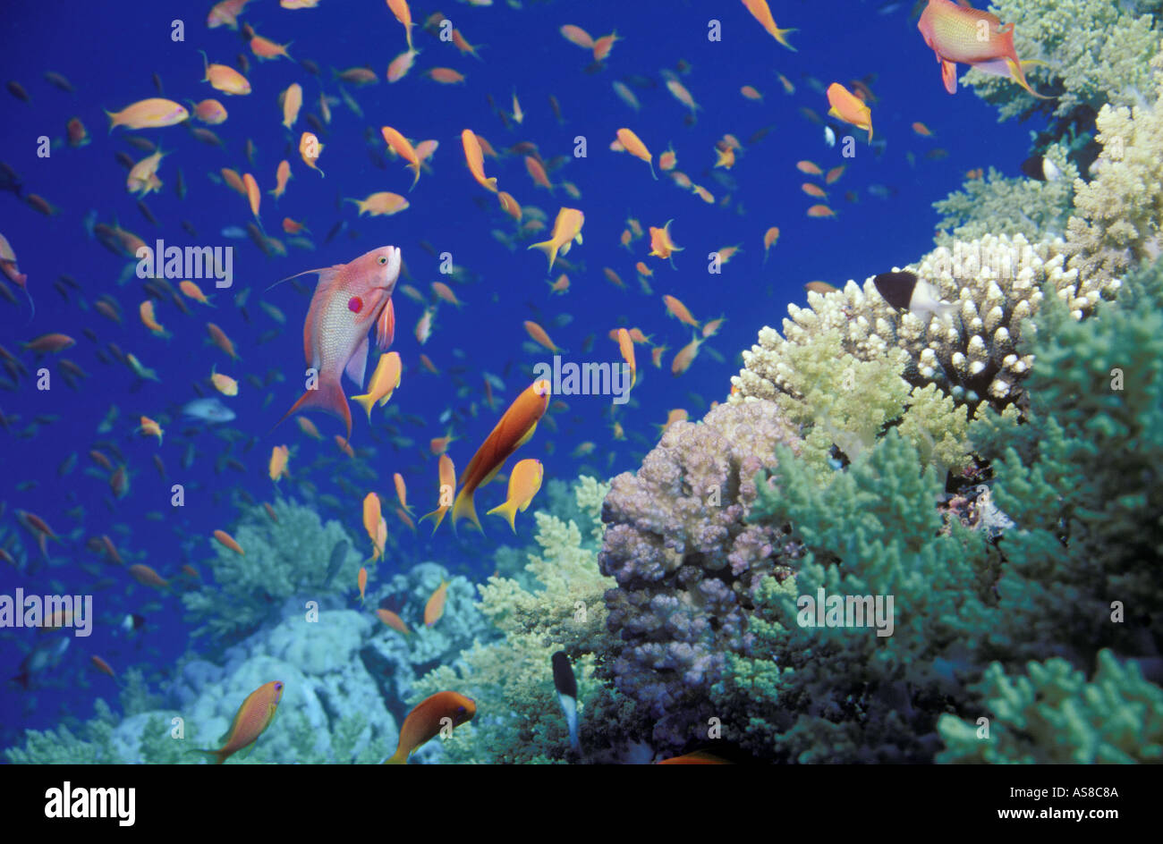 La scolarizzazione ANTHIAS su un mare rosso Reef Foto Stock
