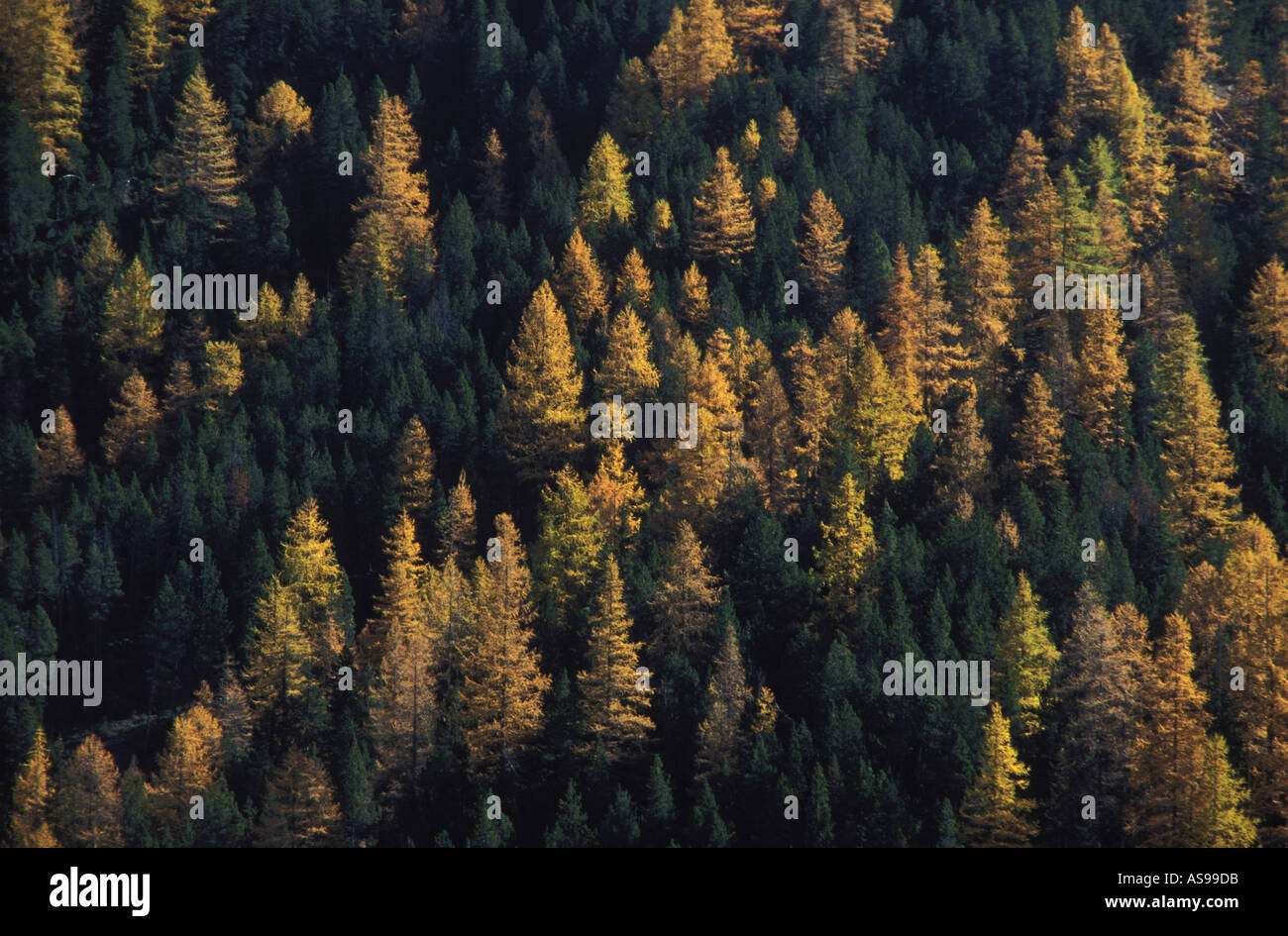Bosco al Parco Nazionale di Grigioni Svizzera Foto Stock