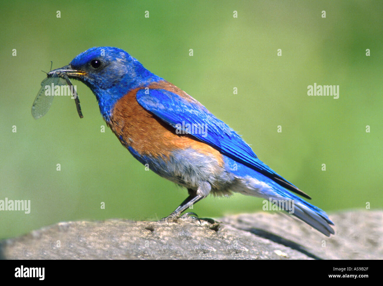 BB2-1 WESTERN BLUEBIRD con bug Foto Stock