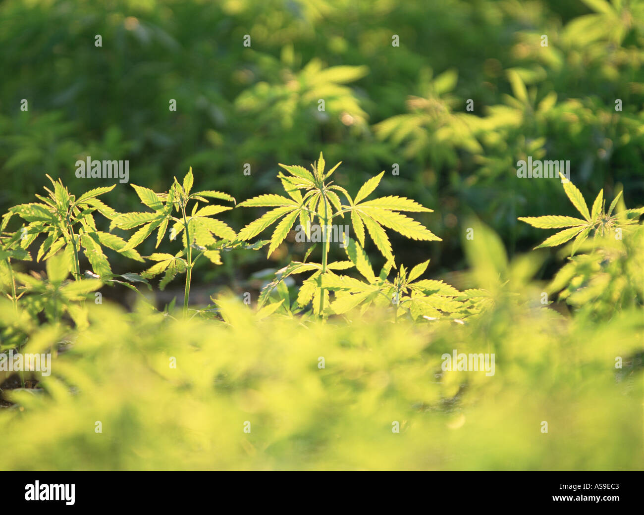 Un campo di canapa in Norfolk norfolk farmland Inghilterra Foto Stock