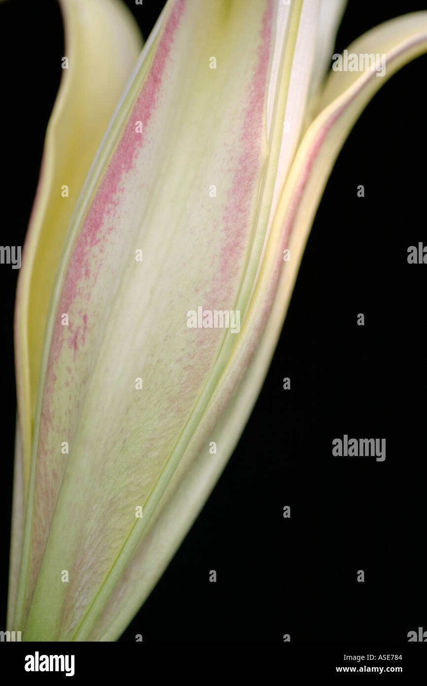 Genere Lilium . La perfezione di un apertura Oriental Lily Bud Foto Stock