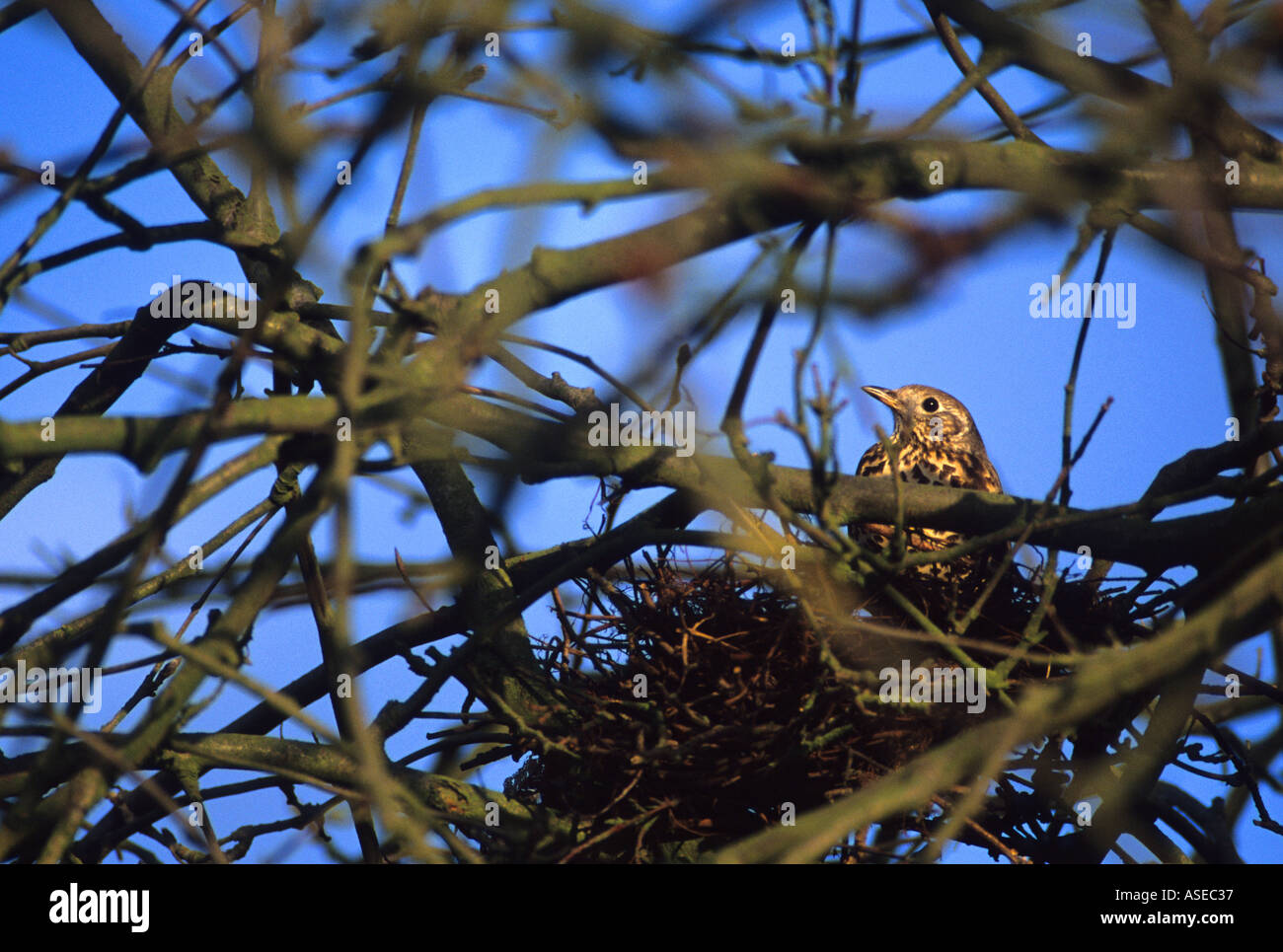 Mistle thrush Turdus viscivorus seduta nel nido Foto Stock