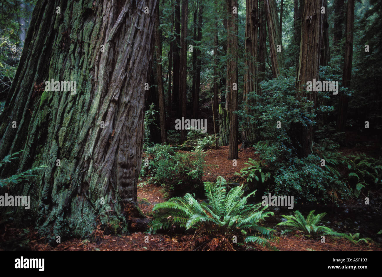 Sequoie al Muir Woods N M California USA Foto Stock