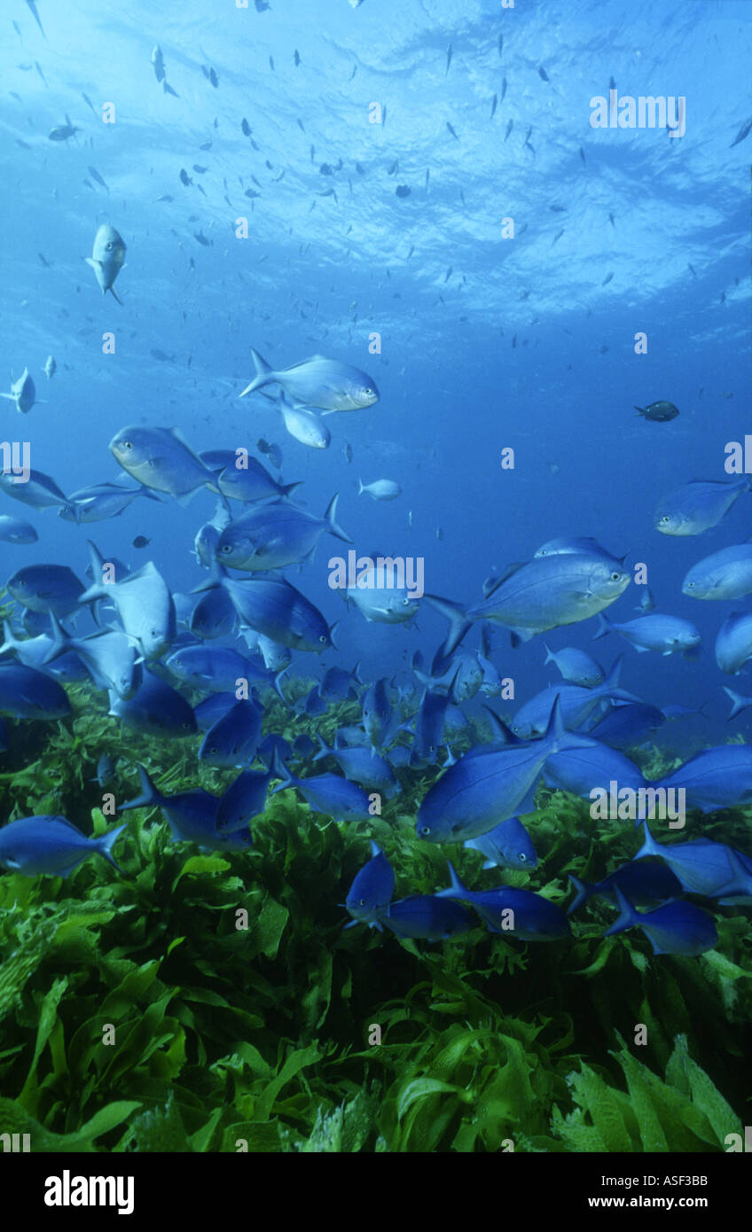 Scuola di pesce azzurro piscina Maomao su letto di kelp Ecklonia radiata in azzurro mare Isola Bianca Nuova Zelanda Foto Stock