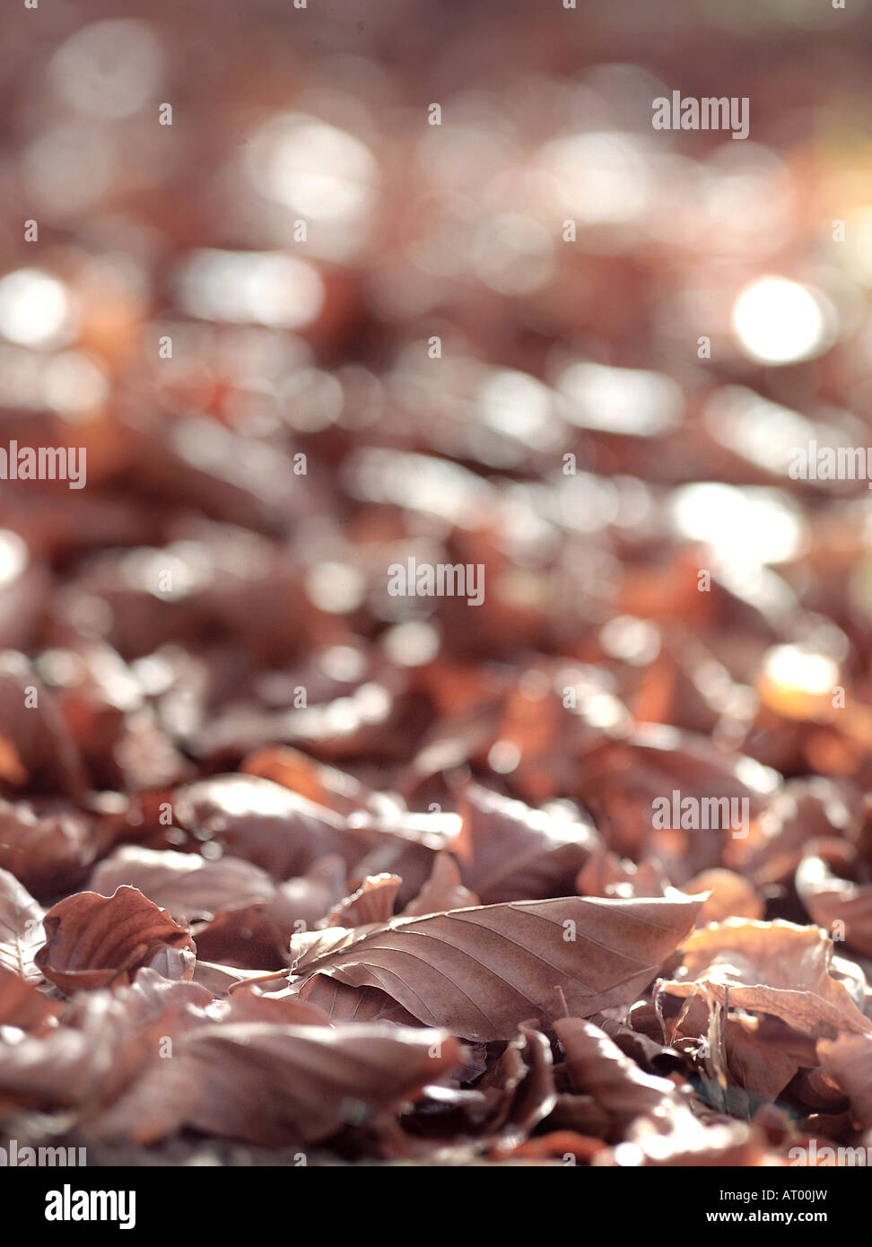 Regolare il concetto di autunno con marrone e foglie rosse caduto su il giardino di erba sotto una chiusura particolare che colpisce per la messa a fuoco fine Foto Stock