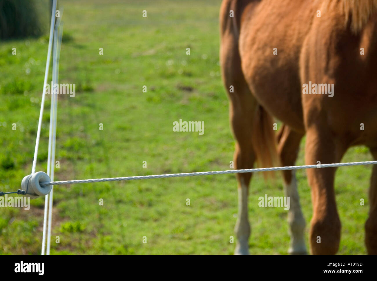 Cavallo in piedi dietro il recinto elettrico Foto Stock