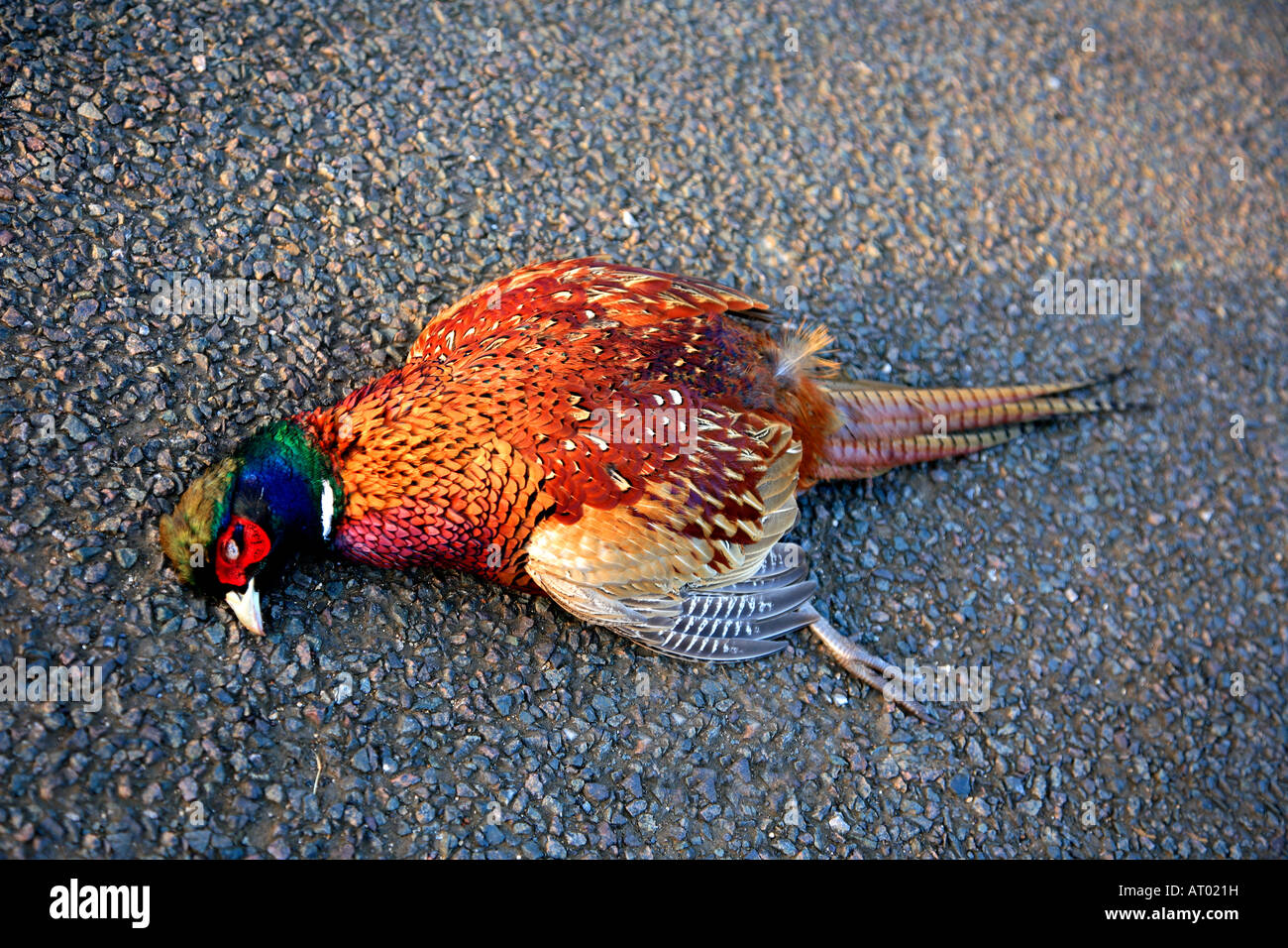 Il fagiano morto bird su una strada rurale colpiti da una vettura generica posizione del Regno Unito Foto Stock