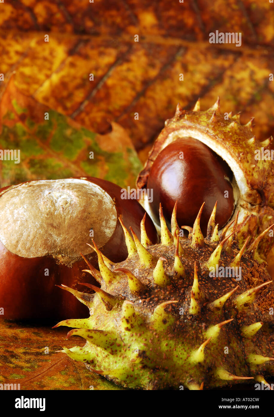 Ippocastano conkers disposti su foglie di autunno Foto Stock