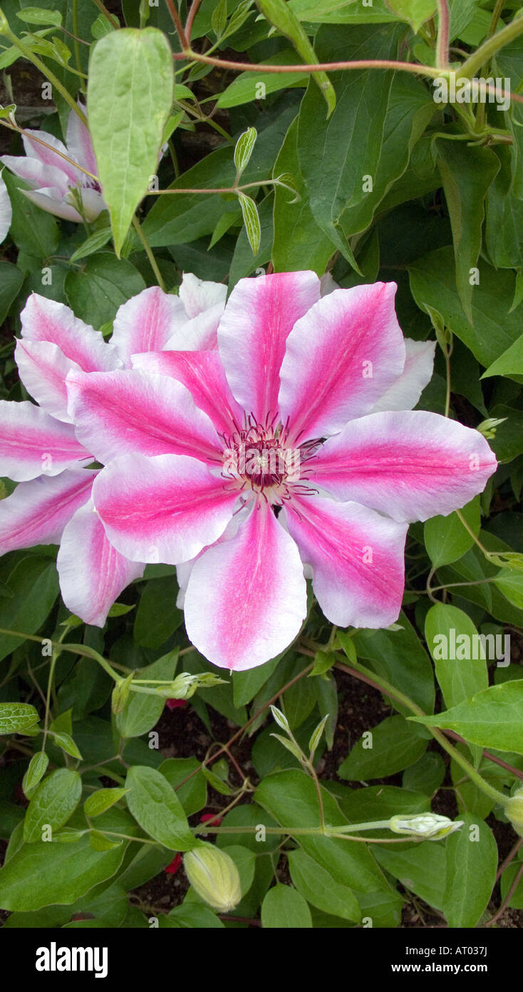 Clematis Foto Stock