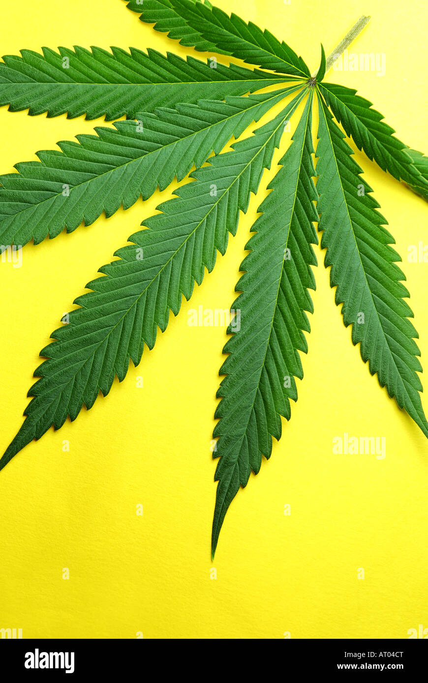 Fresche foglie di marijuana fotografati contro sfondo giallo Foto Stock