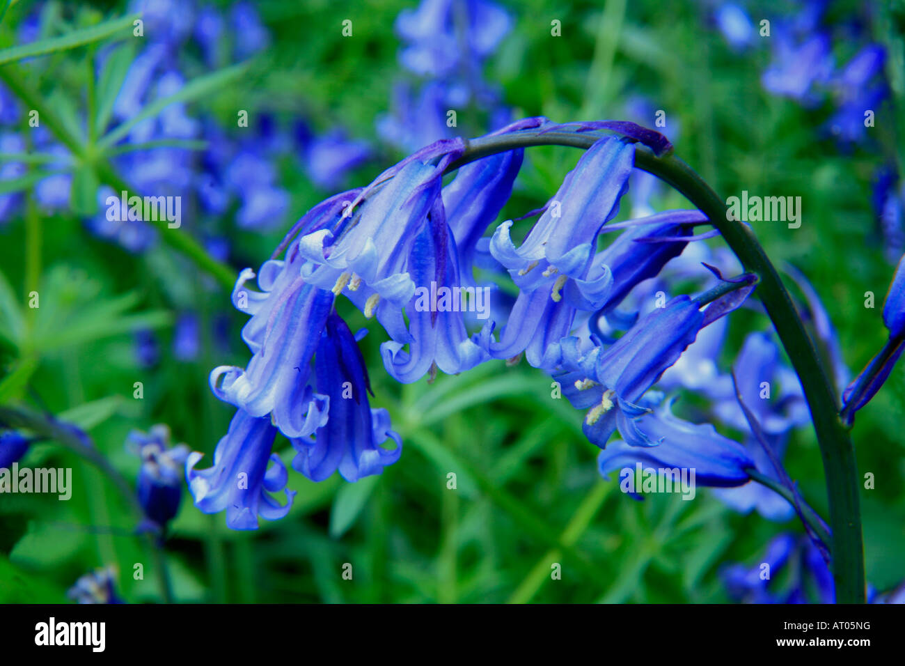 Bluebells wild fiori di primavera Hyacinthoides non scripta in una zona boschiva Cambridgeshire England Regno Unito Regno Unito Foto Stock