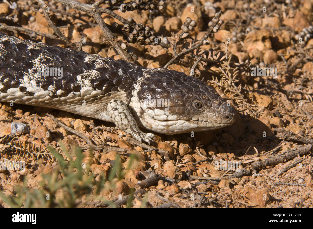 Blue tongued skinks Tiliqua rugosa Jerdacuttup Hopetoun Laghi Western Australia Ottobre Foto Stock