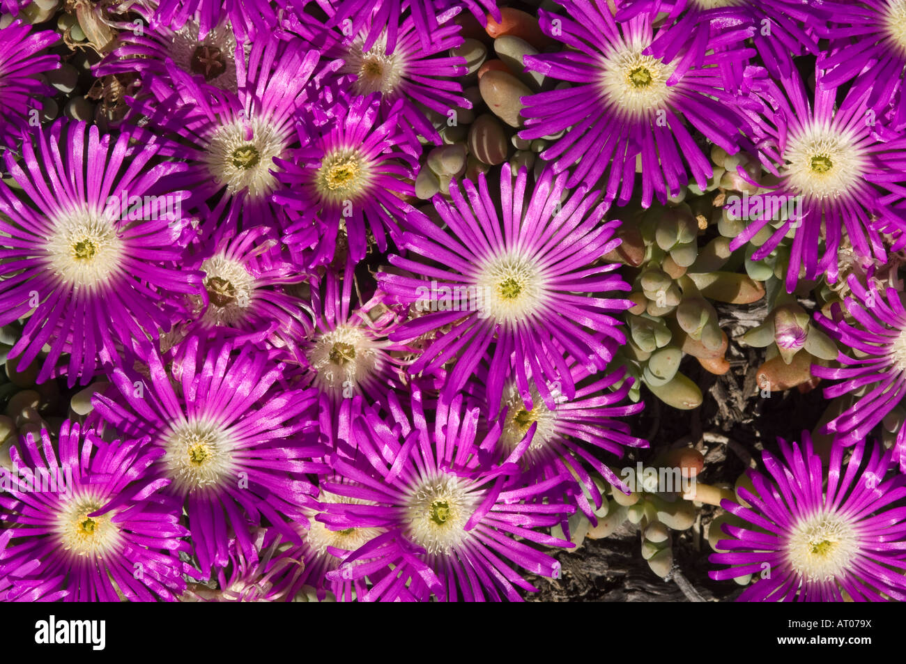 Pigface o Pigface angolare (Carpobrotus glaucescens) fiori riva del lago grazia Western Australia Ottobre Foto Stock