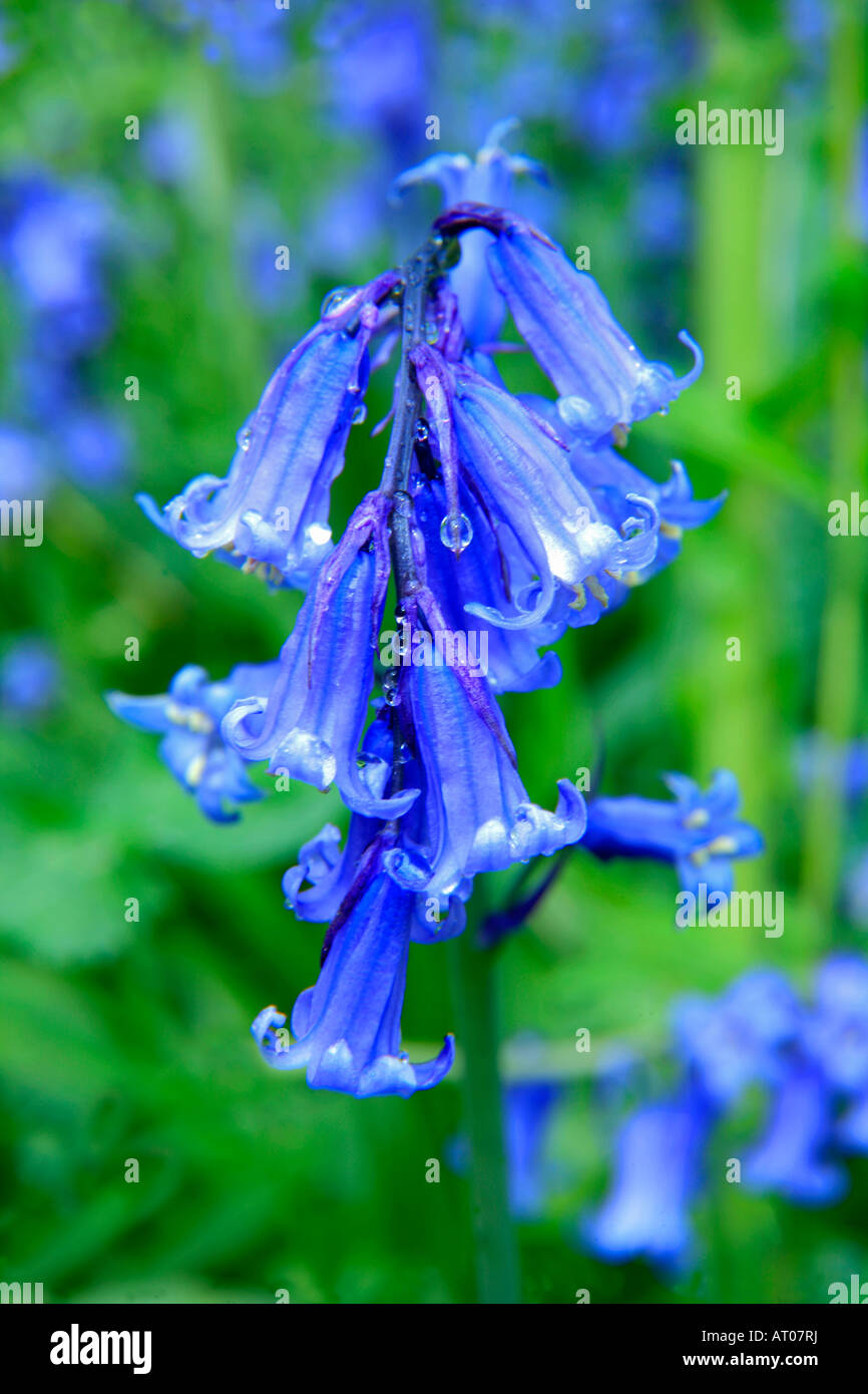 Bluebells wild fiori di primavera Hyacinthoides non scripta in una zona boschiva Cambridgeshire England Regno Unito Regno Unito Foto Stock