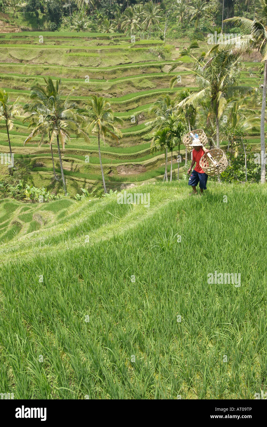 Un coltivatore di riso trasporta ceste attraverso campi di riso terrazzati vicino alla città di Ubud Bali Indonesia Foto Stock