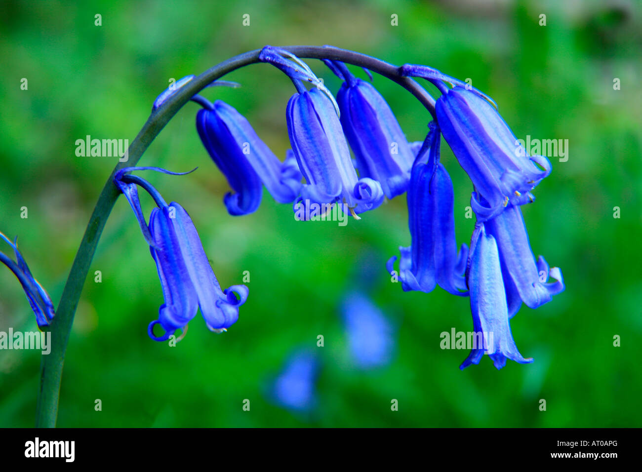 Bluebells wild fiori di primavera Hyacinthoides non scripta in una zona boschiva Cambridgeshire Inghilterra Gran Bretagna UK Europa Foto Stock