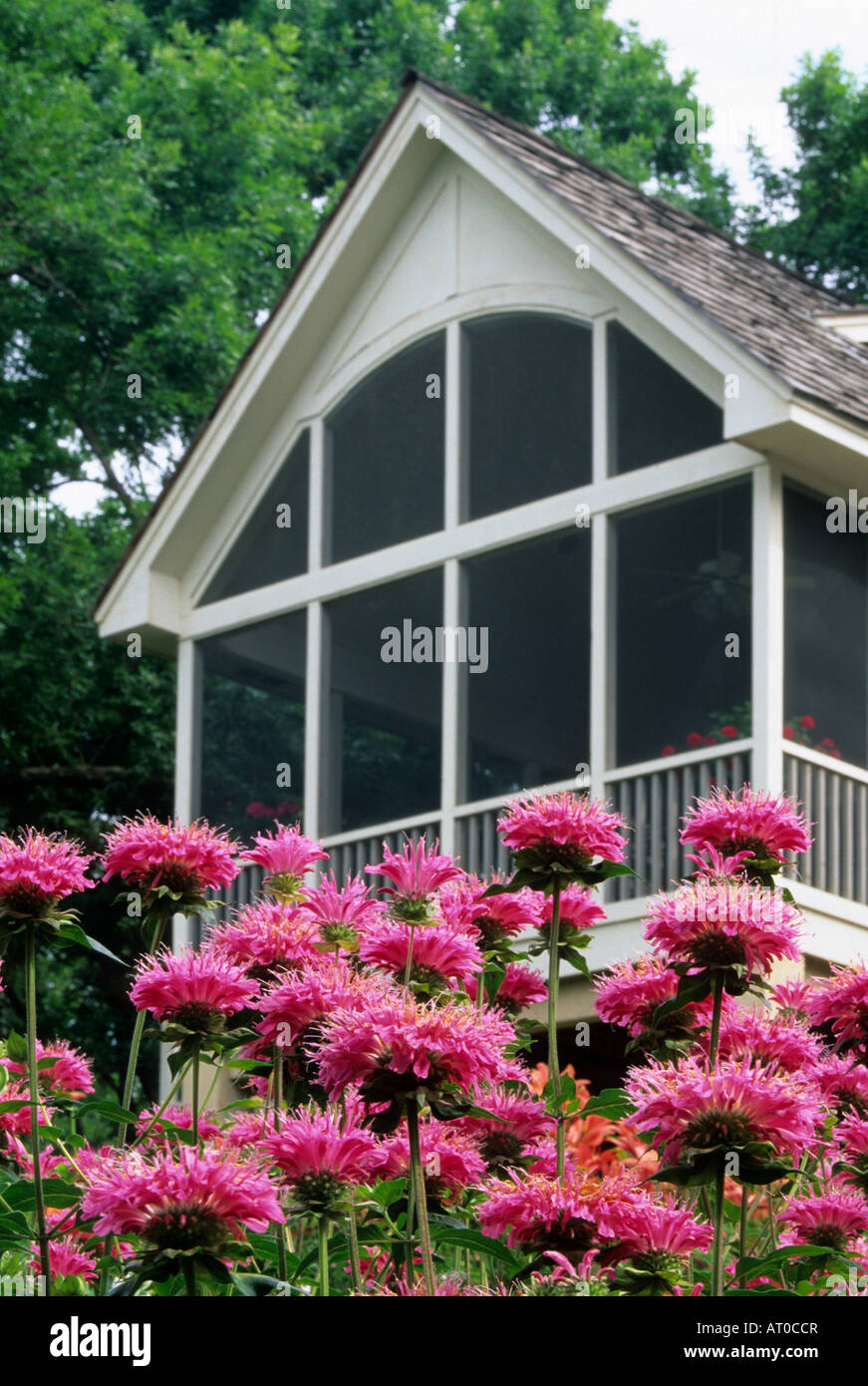 MARSHALL'S DELIGHT MONARDA ROSA IN MINNESOTA casa privata giardino; luglio. Foto Stock